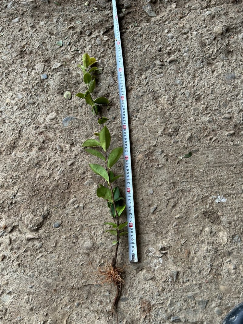 （包邮）实生油茶苗/油茶苗/大果红花油茶苗/全国发货