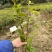 （包邮）实生油茶苗/油茶苗/大果红花油茶苗/全国发货