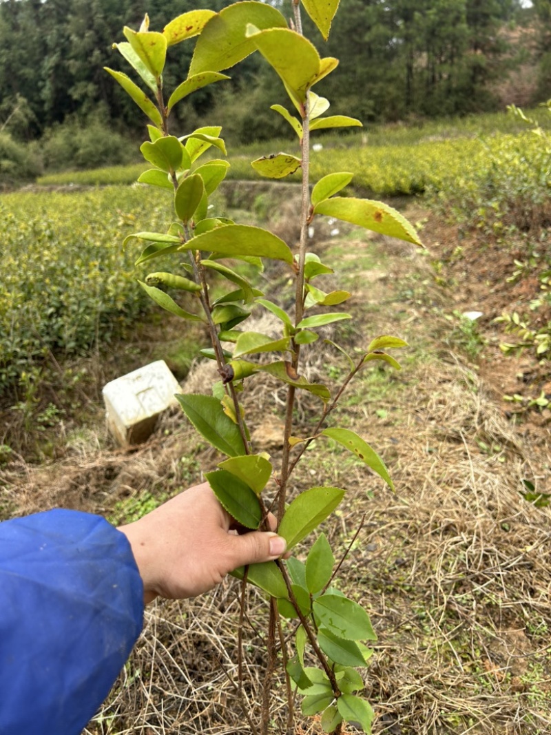 （包邮）实生油茶苗/油茶苗/大果红花油茶苗/全国发货
