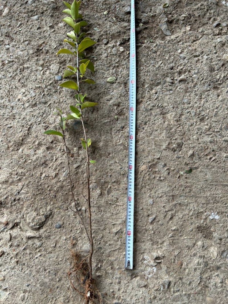 （包邮）实生油茶苗/油茶苗/大果红花油茶苗/全国发货