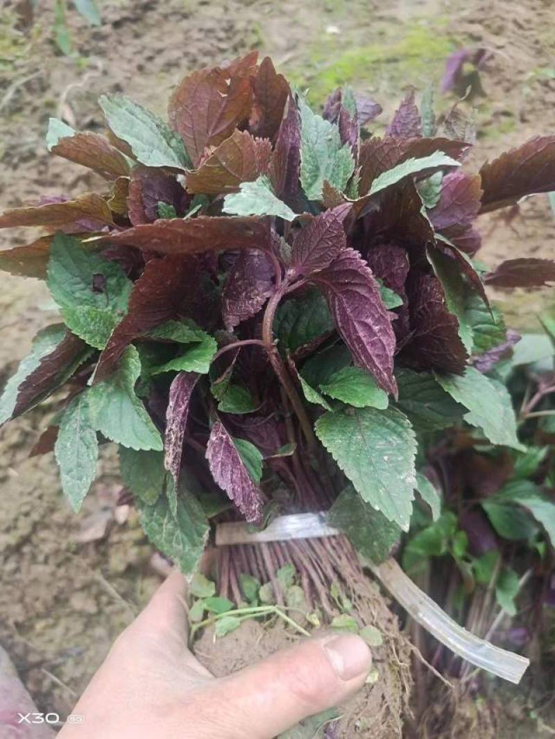 紫苏苗，紫苏叶常年大量供应，当天现拔现发