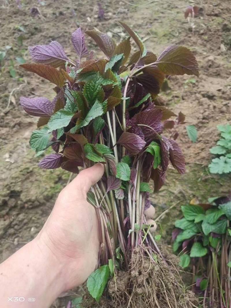 紫苏苗，紫苏叶常年大量供应，当天现拔现发