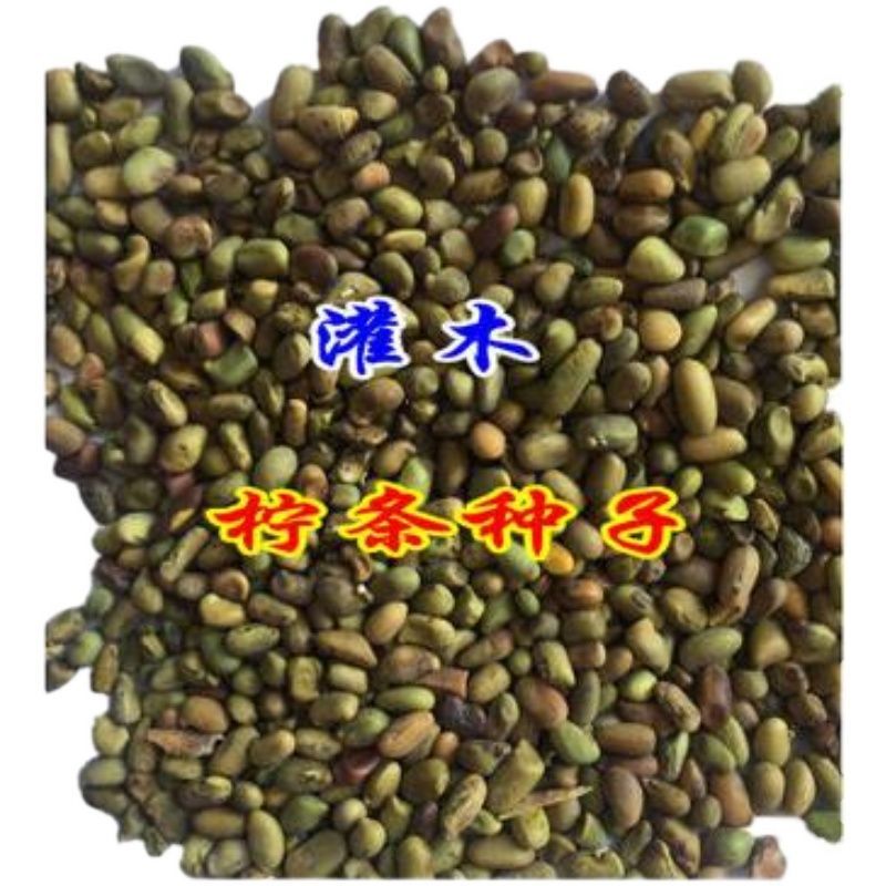 柠条种子防风旱治沙多年生护坡绿化灌木牧草小叶锦鸡儿种
