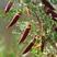 柠条种子防风旱治沙多年生护坡绿化灌木牧草小叶锦鸡儿种