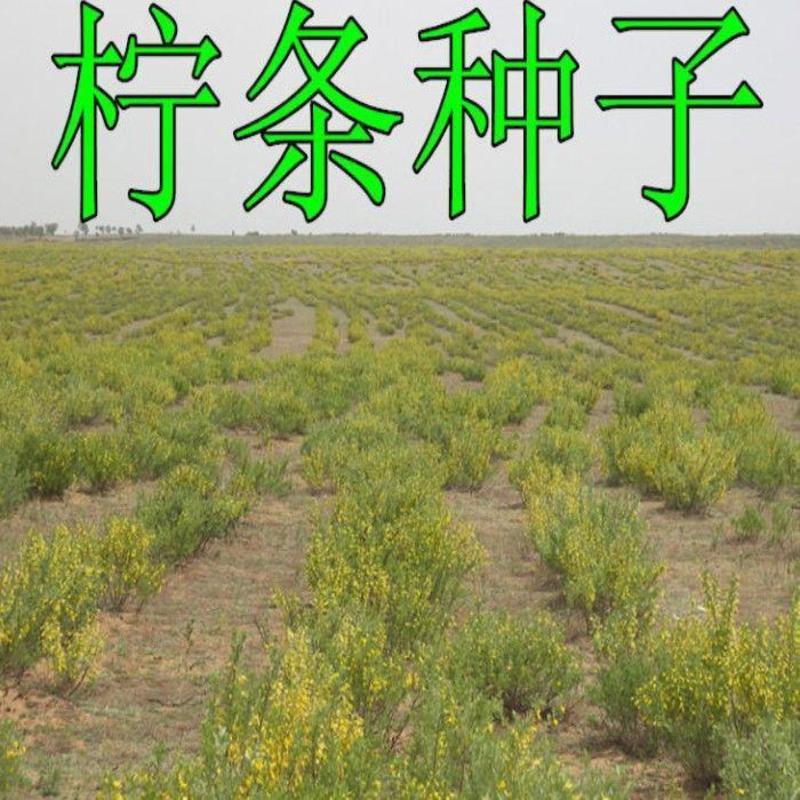 柠条种子防风旱治沙多年生护坡绿化灌木牧草小叶锦鸡儿种