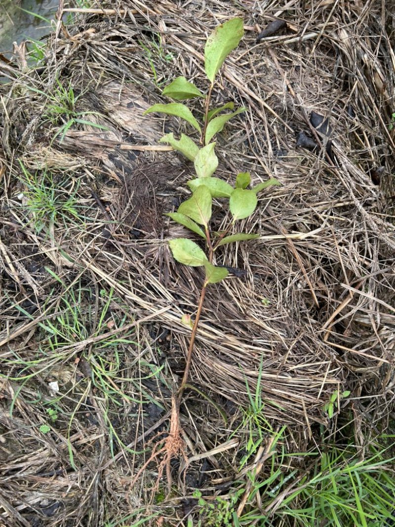 （包邮）实生油茶苗/油茶苗/大果红花油茶苗/全国发货
