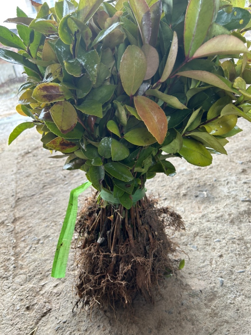 （包邮）实生油茶苗/油茶苗/大果红花油茶苗/全国发货