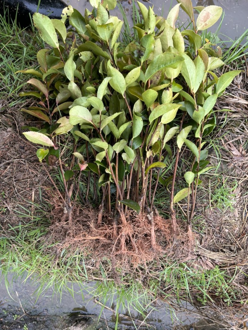 （包邮）实生油茶苗/油茶苗/大果红花油茶苗/全国发货