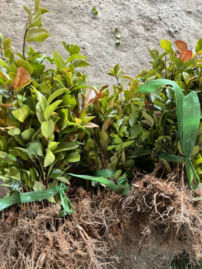 （包邮）实生油茶苗/油茶苗/大果红花油茶苗/全国发货