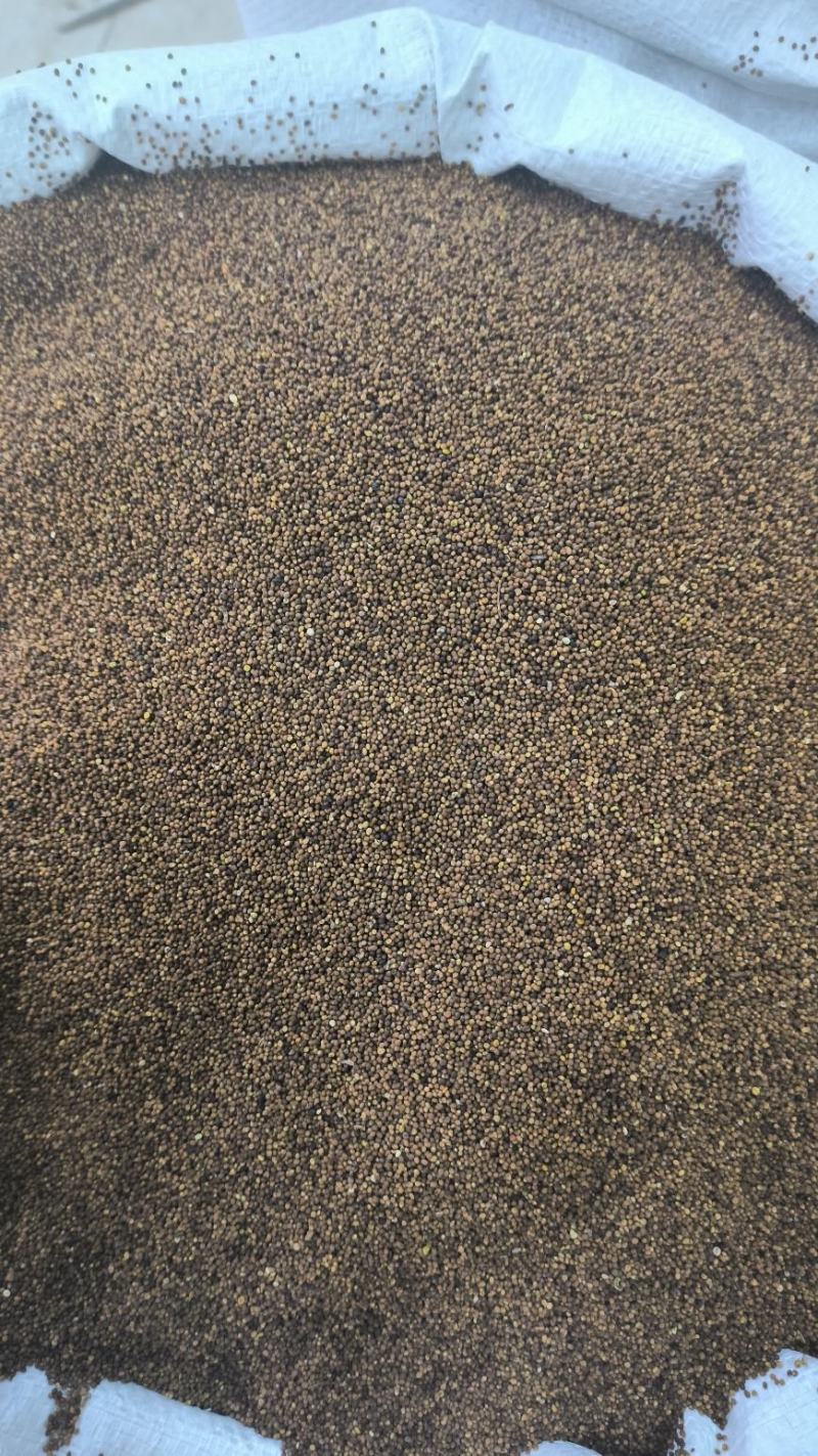 菟丝子干净可供大货量大从优地道中药材产地直发