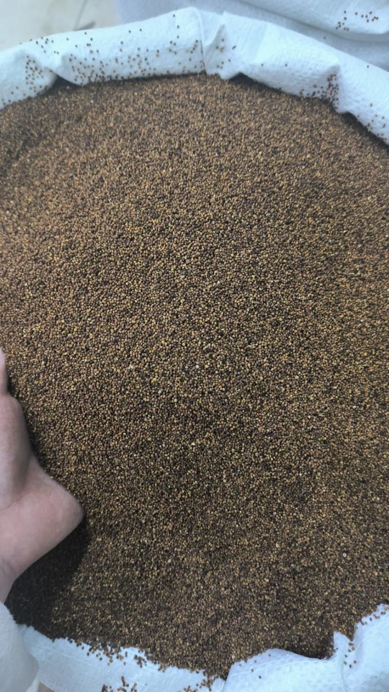 菟丝子干净可供大货量大从优地道中药材产地直发