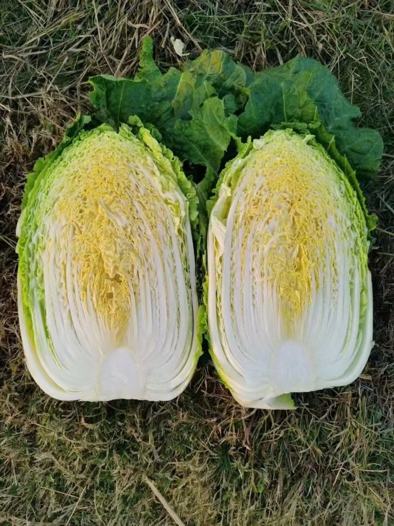 湖北黄心白菜适合发市场超市电商加工厂