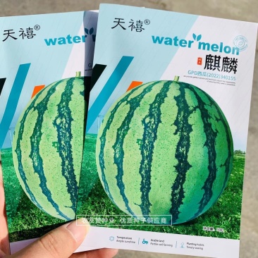 原装天禧麒麟西瓜种子质脆味甜大红瓤小黑籽西瓜种子中早熟