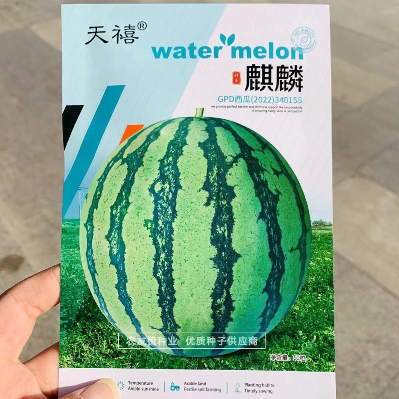 原装天禧麒麟西瓜种子质脆味甜大红瓤小黑籽西瓜种子中早熟