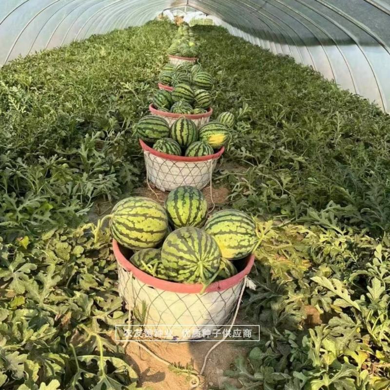 原装天禧麒麟西瓜种子质脆味甜大红瓤小黑籽西瓜种子中早熟