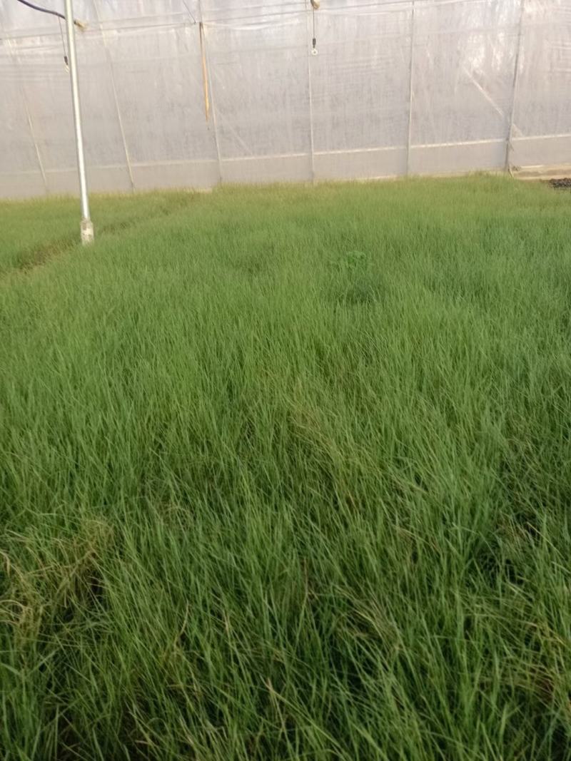 潍坊青州粉戴乱草花海现货供应欢迎致电
