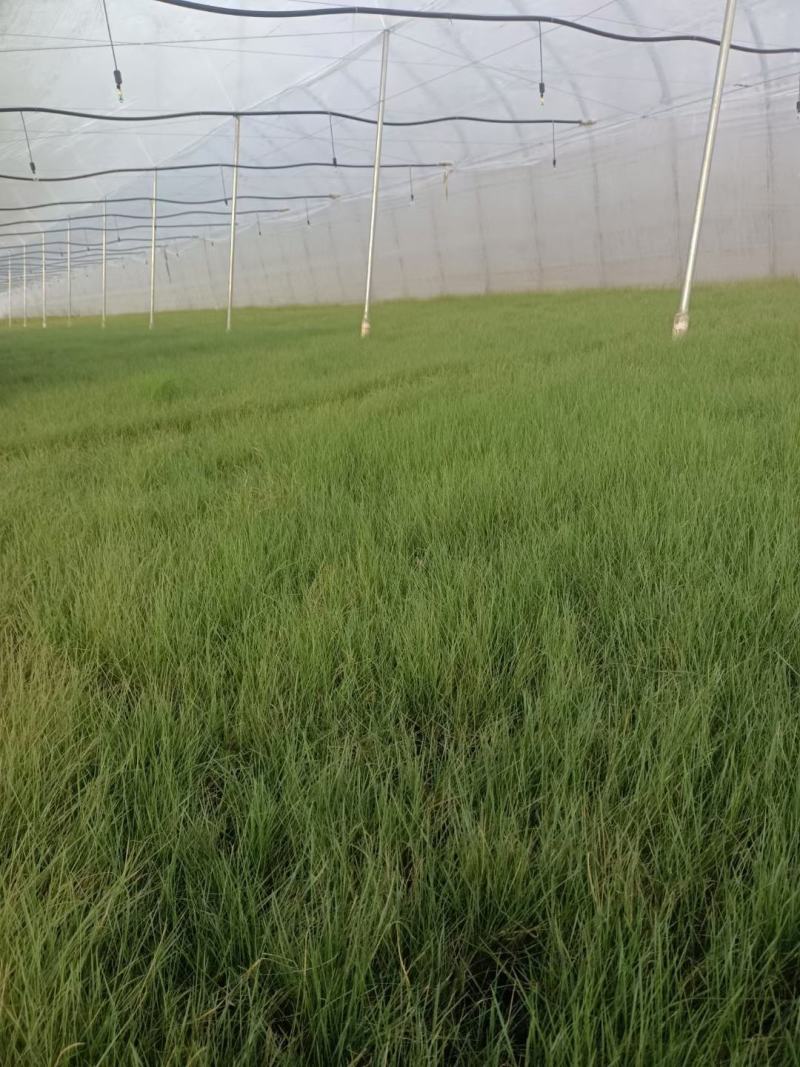 潍坊青州粉戴乱草花海现货供应欢迎致电
