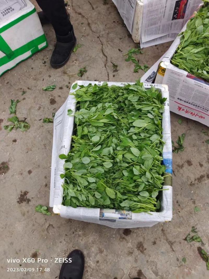 乐山精品豌豆尖
