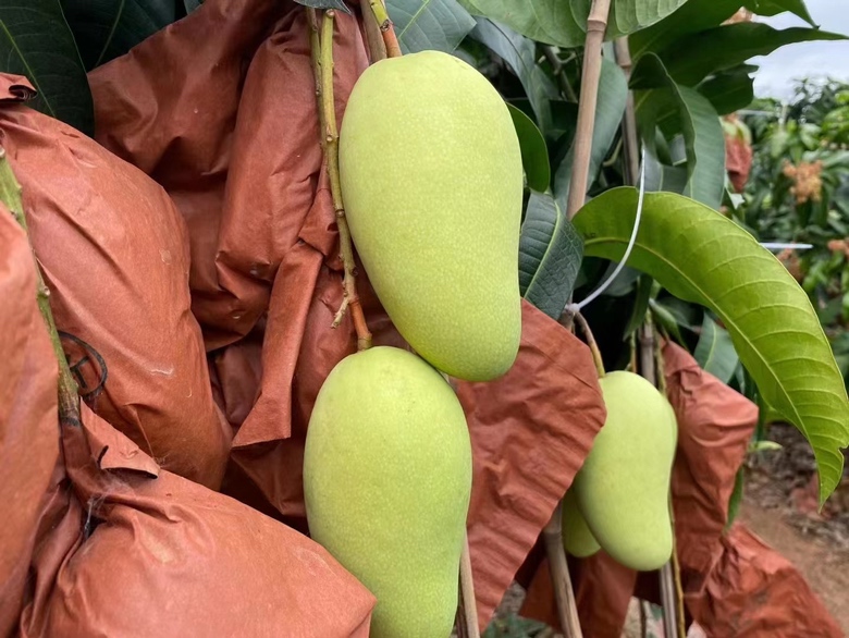 催熟芒果与香蕉同放