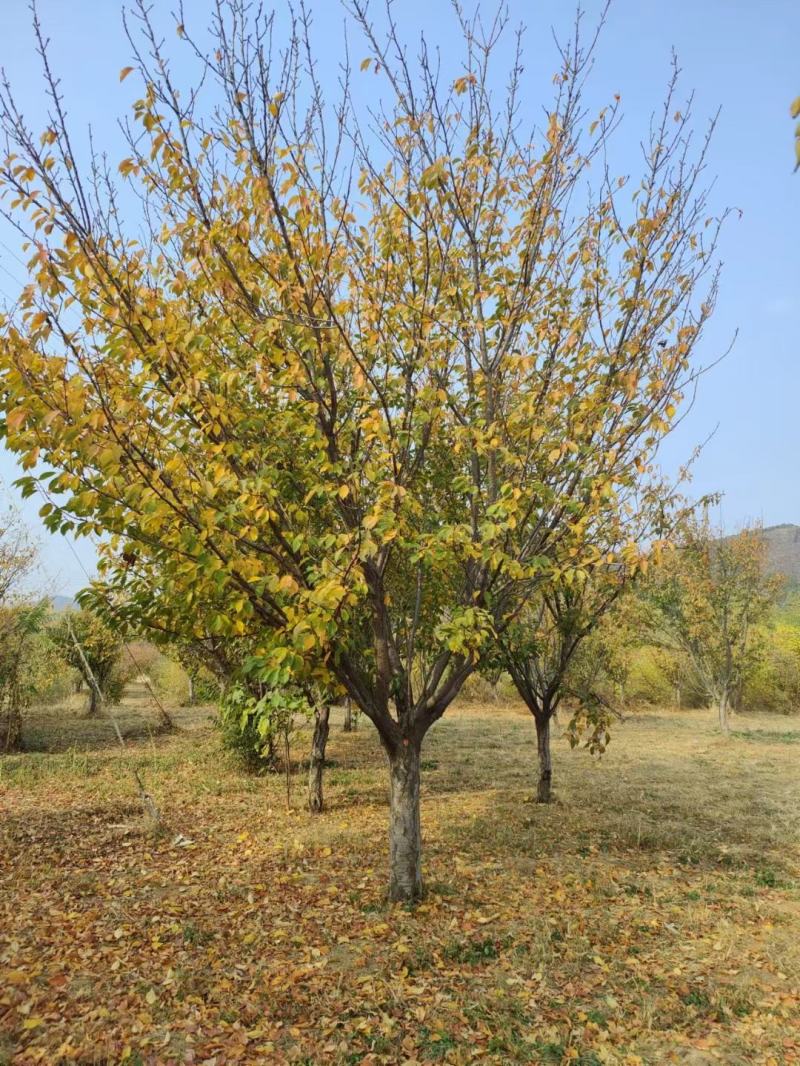 江苏银杏树，红枫，樱花，大叶女贞，栾树