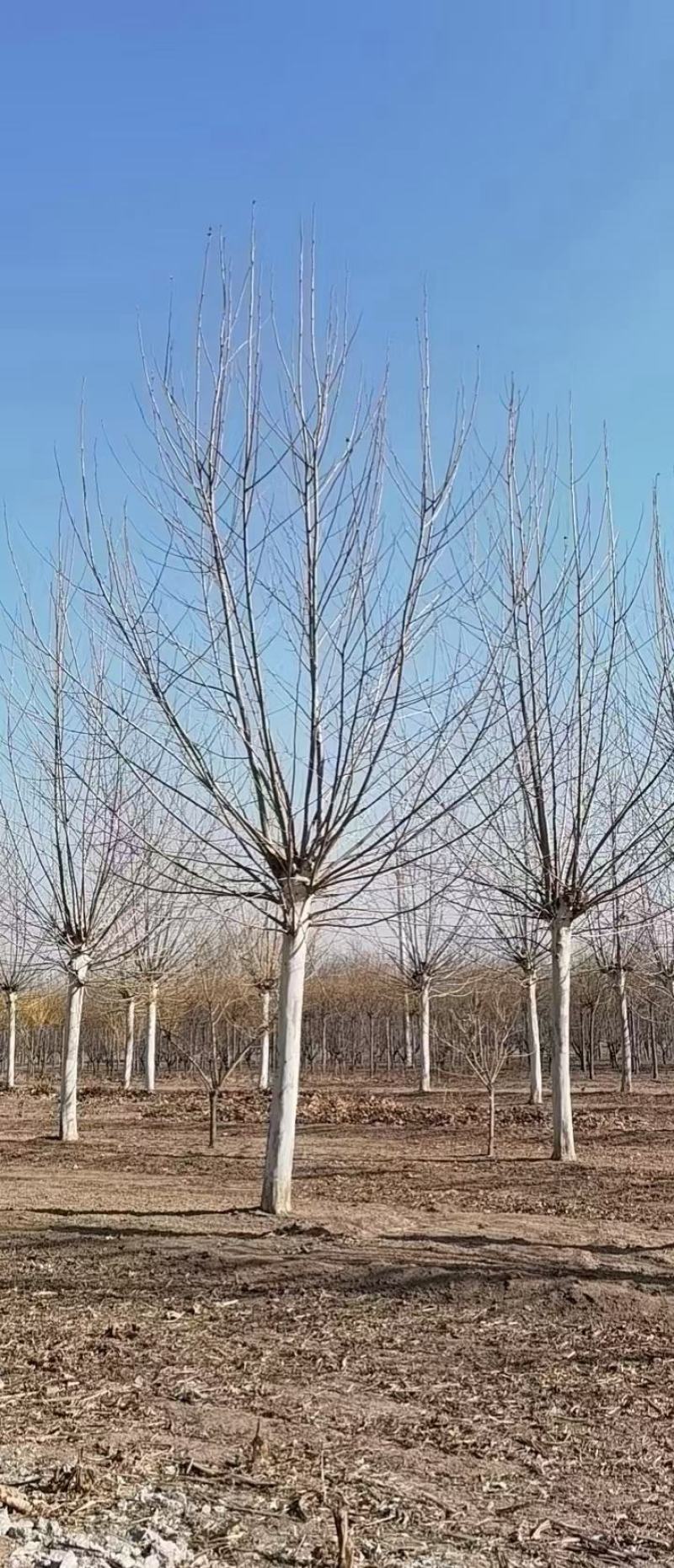 江苏银杏树，红枫，樱花，大叶女贞，栾树