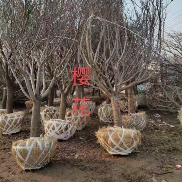 江苏银杏树，红枫，樱花，大叶女贞，栾树