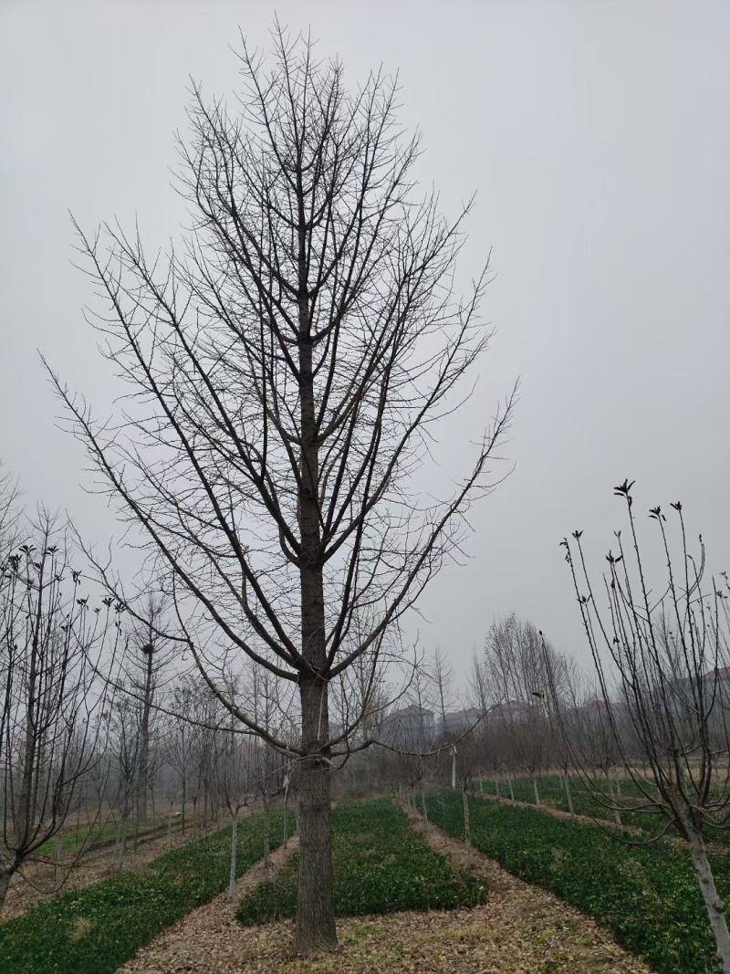 江苏银杏树，红枫，樱花，大叶女贞，栾树