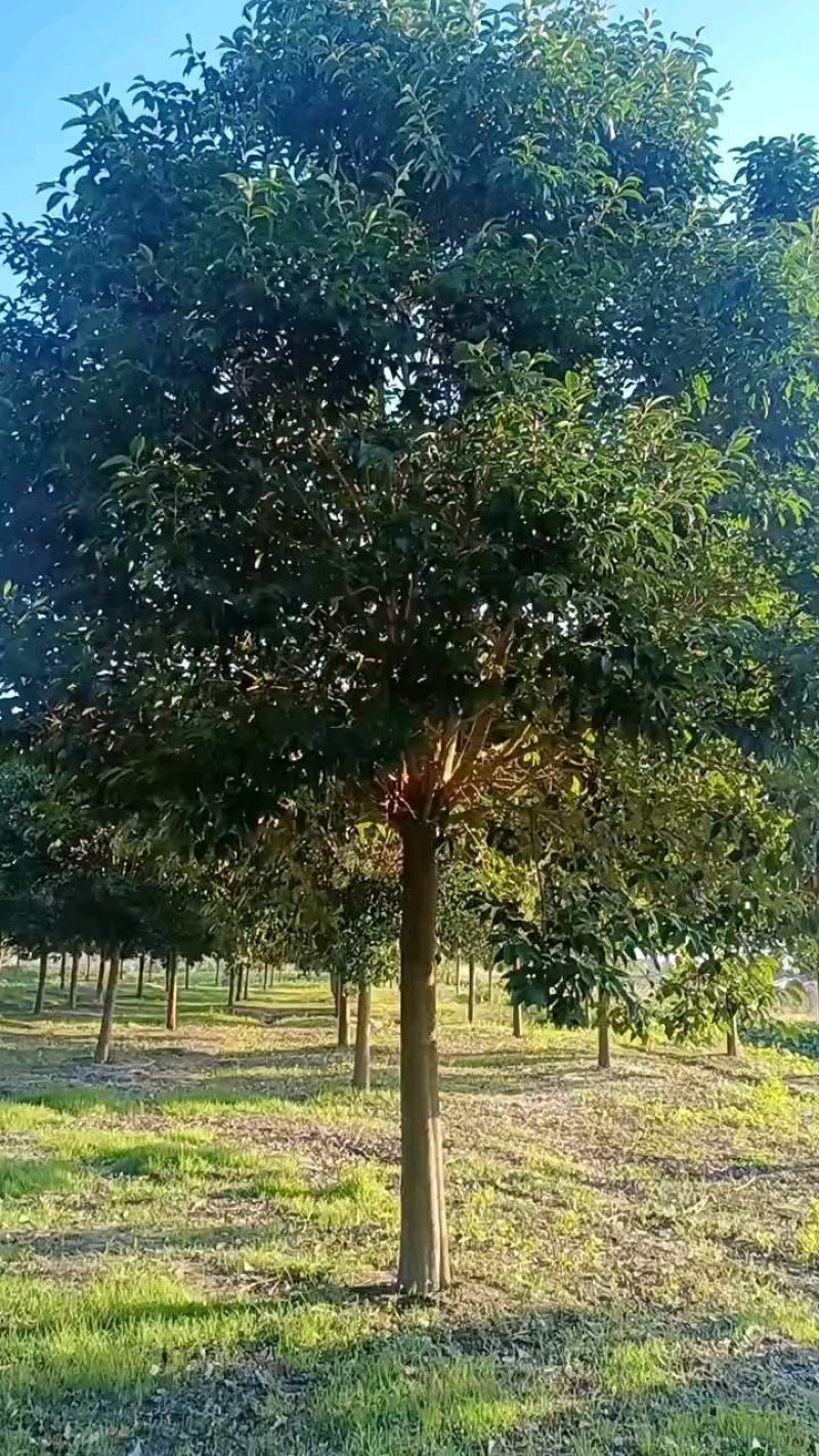 江苏银杏树，红枫，樱花，大叶女贞，栾树