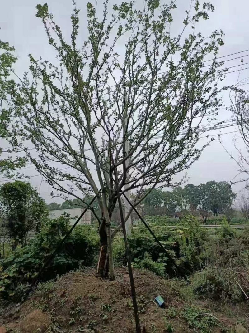 江苏银杏树，红枫，樱花，大叶女贞，栾树