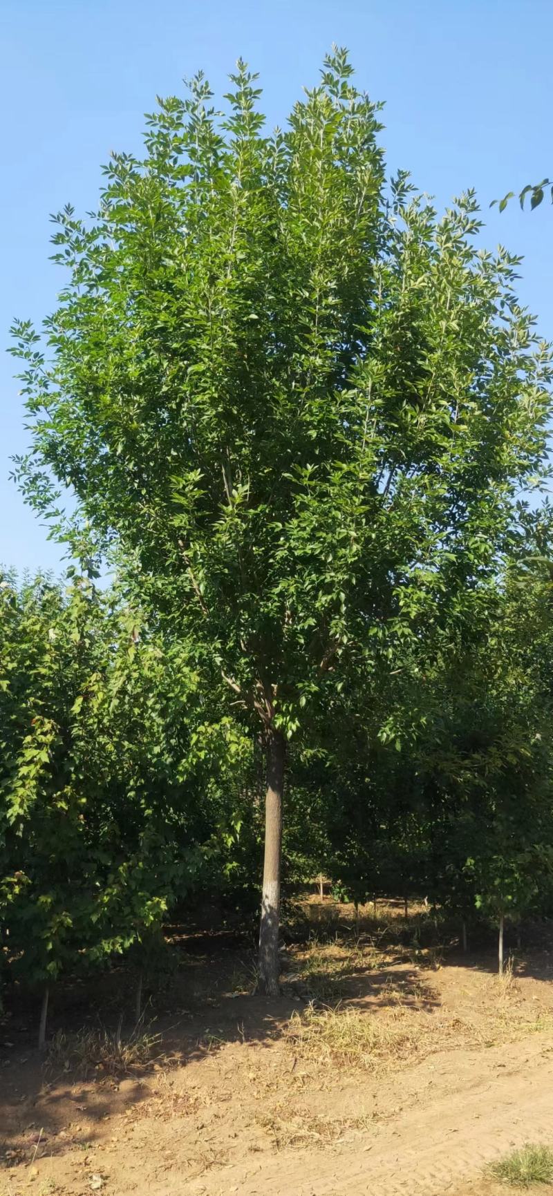 江苏银杏树，红枫，樱花，大叶女贞，栾树