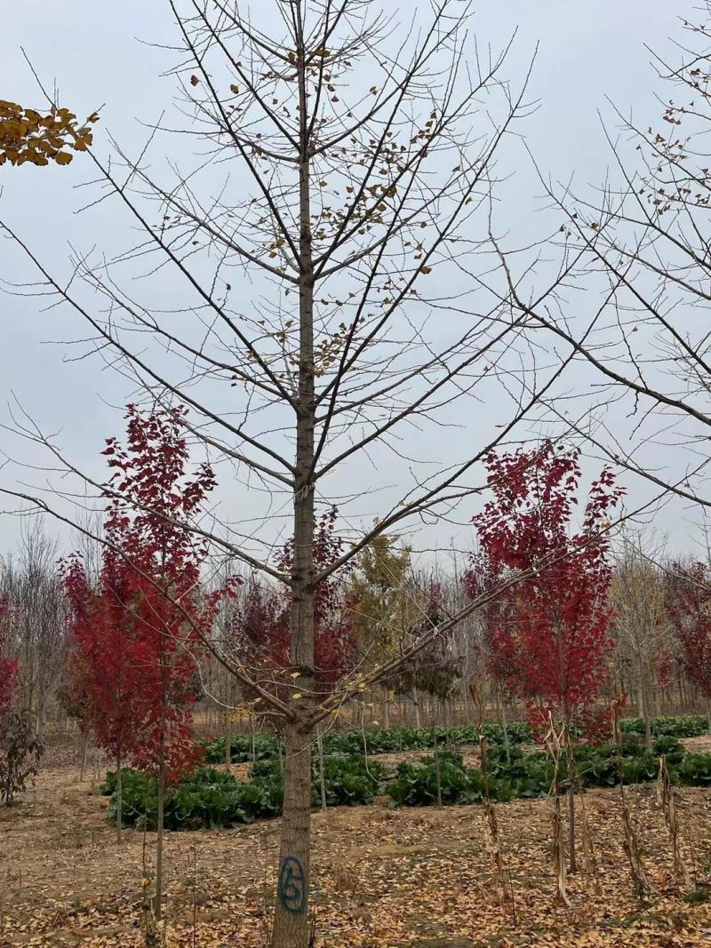 江苏银杏树，红枫，樱花，大叶女贞，栾树