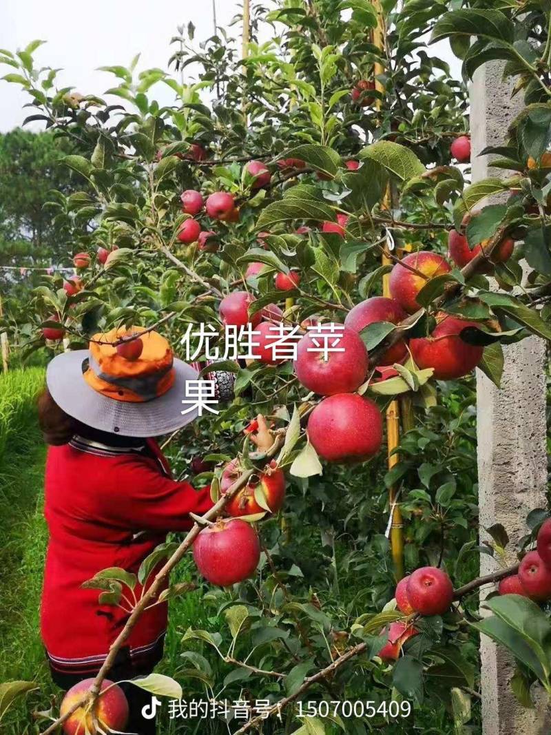 黑苹果糖心苹果优选品种优胜者，适合云南贵州四川高海拔种植
