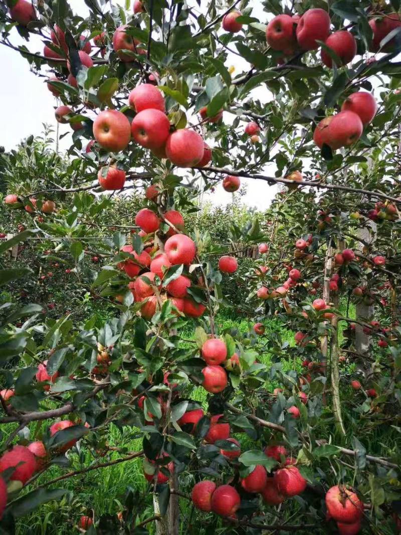 黑苹果糖心苹果优选品种优胜者，适合云南贵州四川高海拔种植