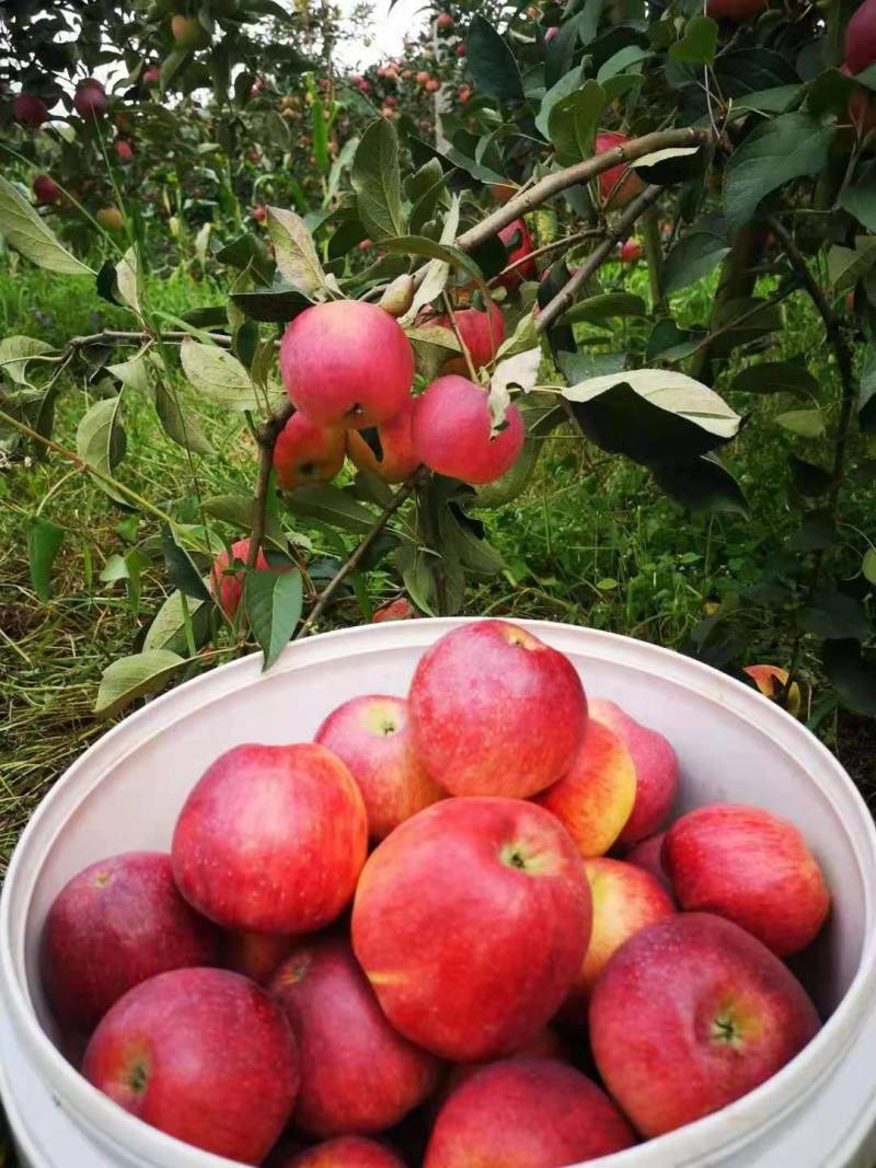 黑苹果糖心苹果优选品种优胜者，适合云南贵州四川高海拔种植