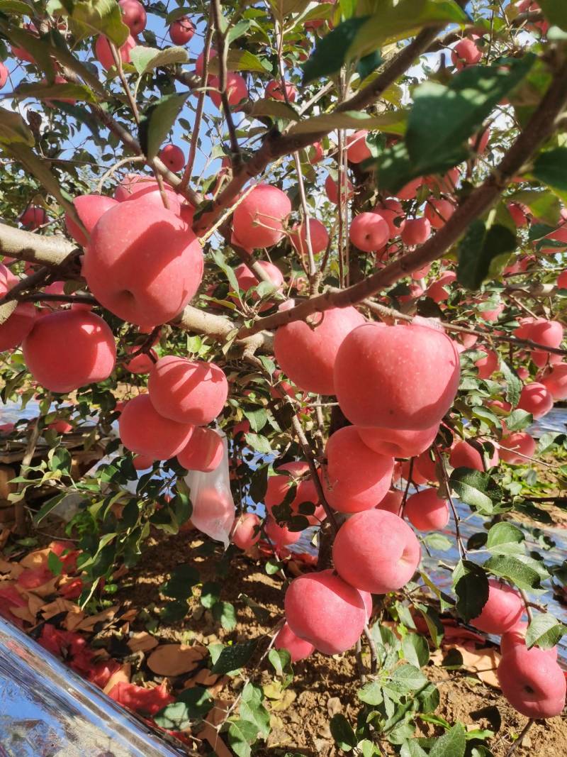 精选M9T337咏富红苹果自根砧苗，乔化苗，粮田轮做