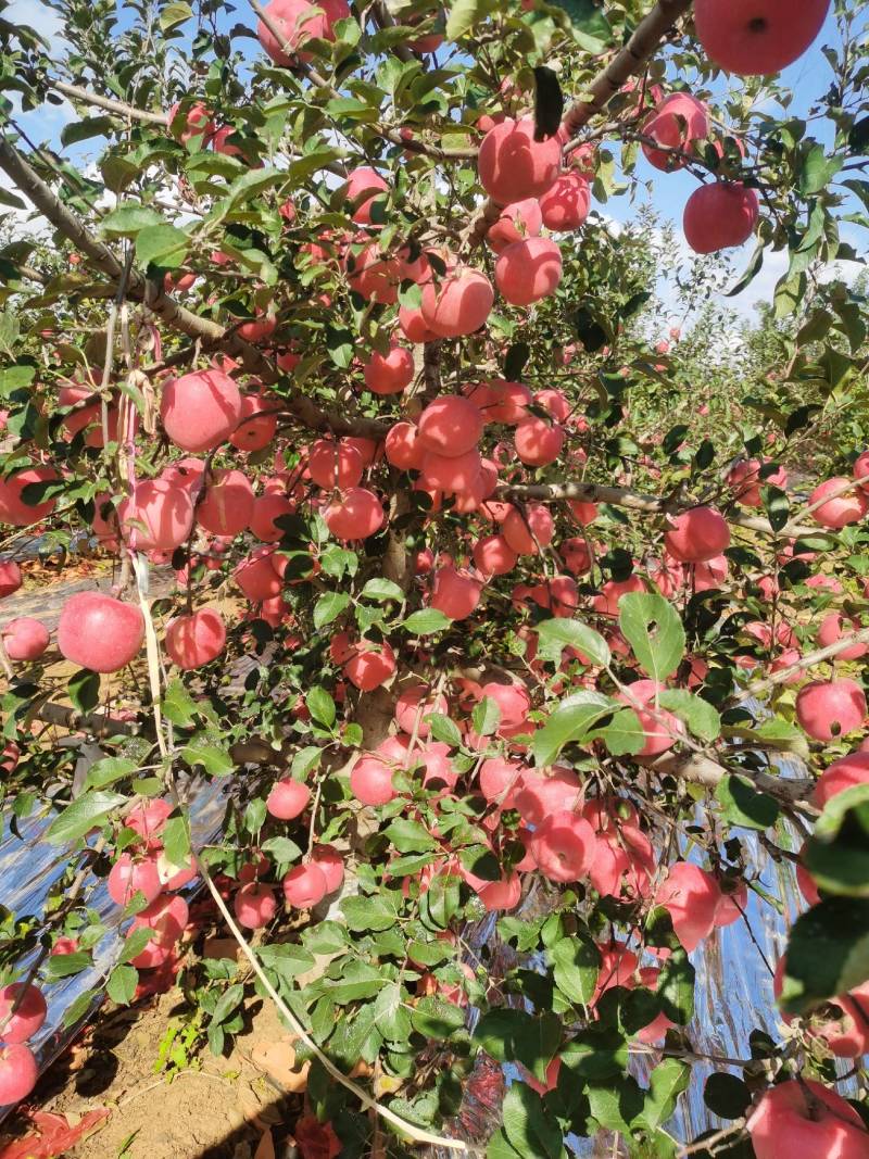 精选M9T337咏富红苹果自根砧苗，乔化苗，粮田轮做