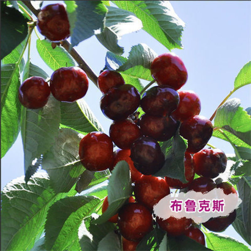 樱桃苗厘子正宗嫁接优质苗南北方种植现挖现发包成活包结果