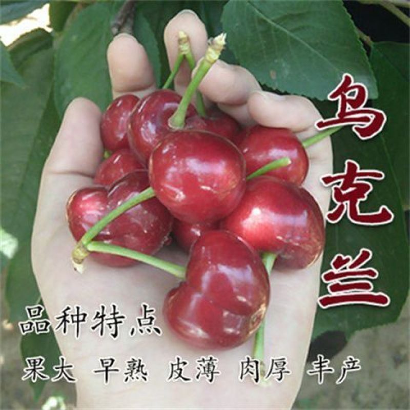 樱桃苗厘子正宗嫁接优质苗南北方种植现挖现发包成活包结果