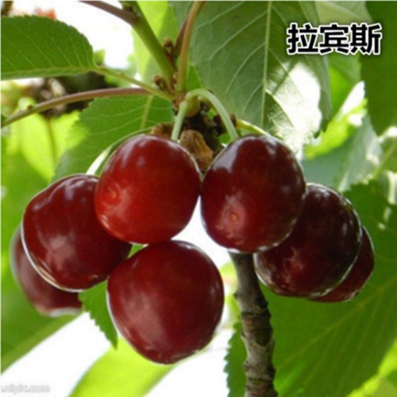 樱桃苗厘子正宗嫁接优质苗南北方种植现挖现发包成活包结果