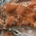 山东泰安酱猪头肉，精修无肥膘，可长期供货