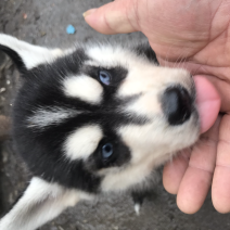 纯种哈士奇幼犬，又名二哈！外观可爱！长得像狼！纯种！