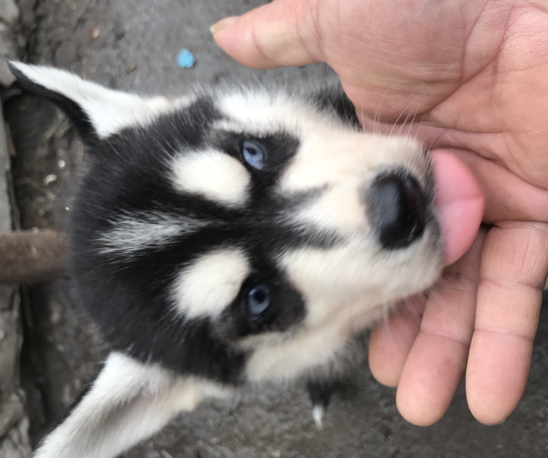 纯种哈士奇幼犬，又名二哈！外观可爱！长得像狼！纯种！
