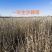 苗地自产30一50公分以上中华沙棘苗，自产自销，手续齐全