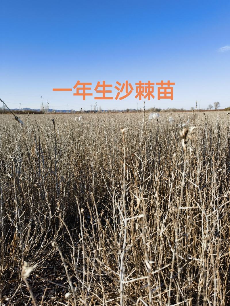 苗地自产30一50公分以上中华沙棘苗，自产自销，手续齐全