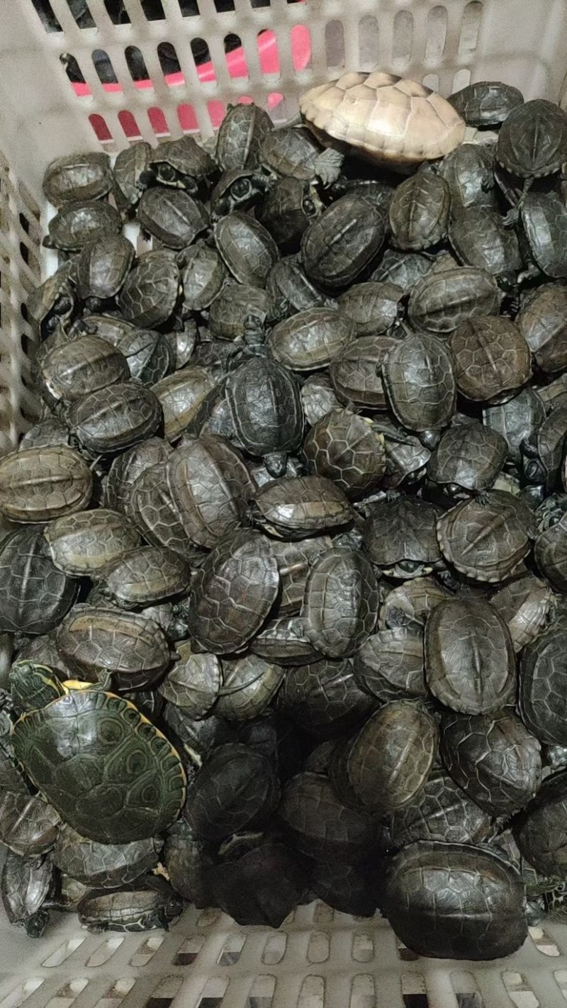 🐢乌龟甲鱼鳄鱼龟都有货，专业养殖