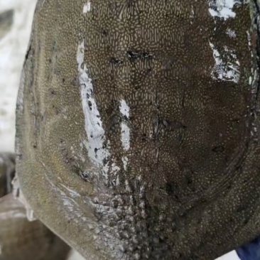 🐢乌龟甲鱼鳄鱼龟都有货，专业养殖