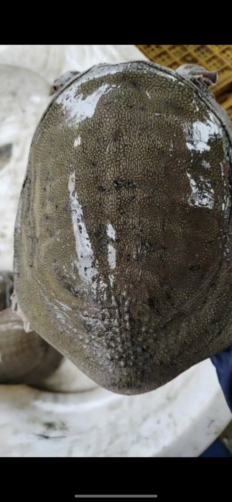 🐢乌龟甲鱼鳄鱼龟都有货，专业养殖