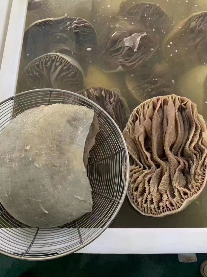 整毛肚一袋净含量5斤新鲜适用于各类火锅饭店