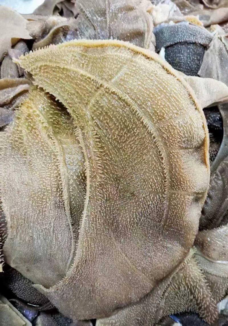 整毛肚一袋净含量5斤新鲜适用于各类火锅饭店