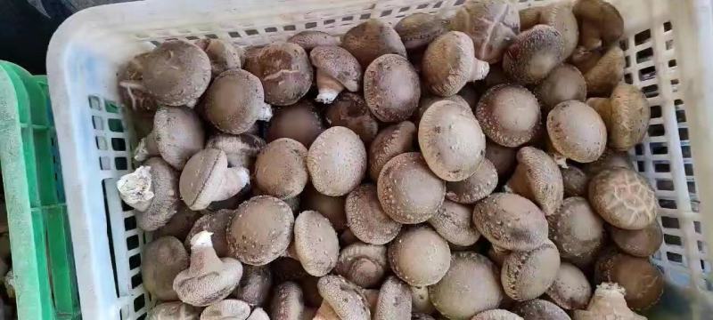 香菇，T2鲜香菇基地直发稳定供货欢迎全国采购商洽谈合作！